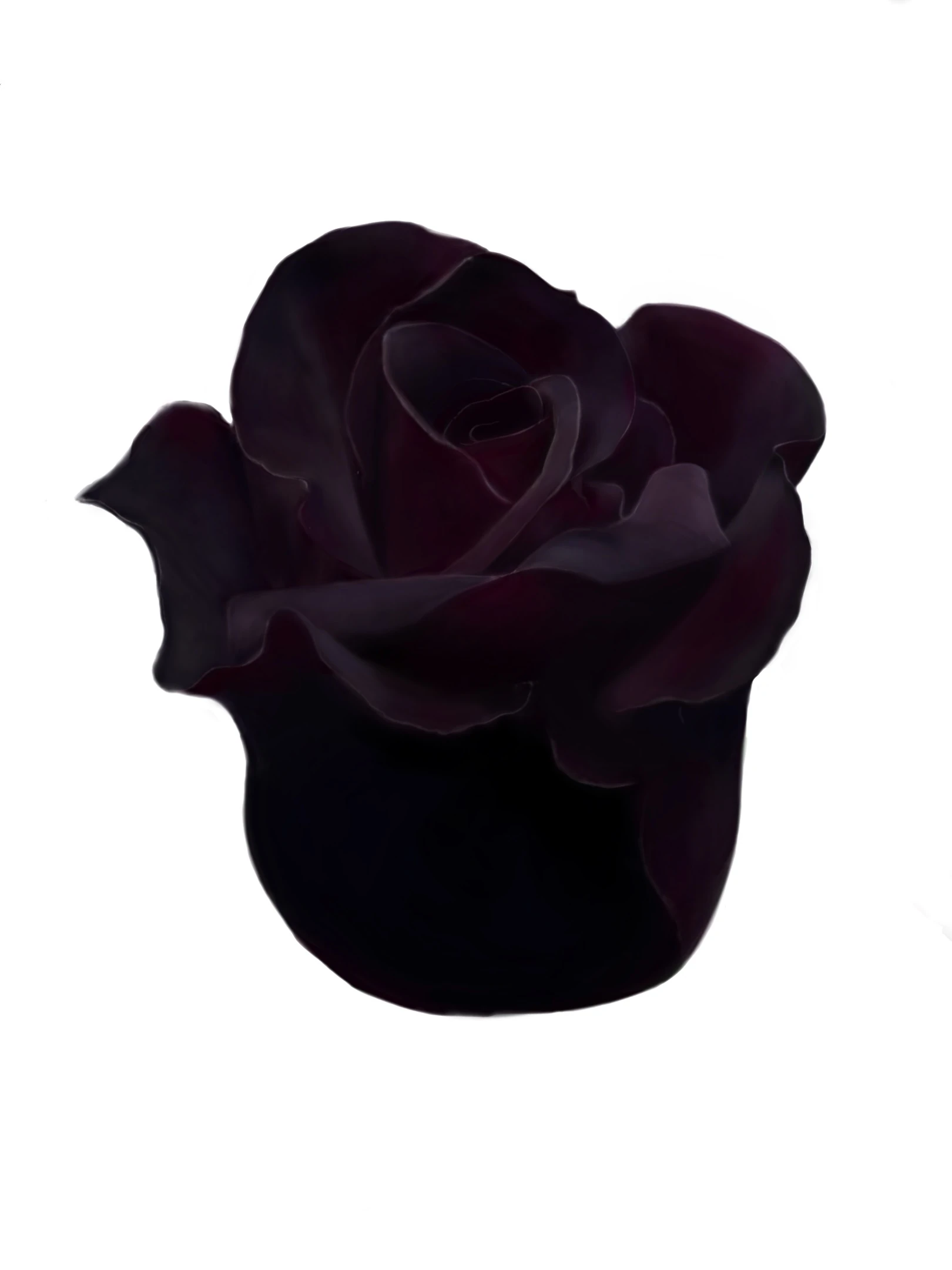 黒い薔薇の模写
